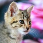 Kaip apkirpti katės nagus: žingsnis po žingsnio planas labiausiai bijantiems šeimininkams kaip-apkirpti-kates-nagus-zingsnis-po-zingsnio-planas-labiausiai-bijantiems.jpg