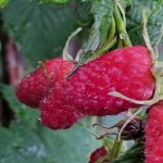 Kaip surišti avietes: paprastas būdas padvigubinti uogų derlių kaip-suristi-avietes-paprastas-budas-padvigubinti-uogu-derliu.jpg