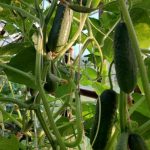 Kodėl agurkams reikalingi krapai: netikėti tandemai didžiausiam derliui vienoje lysvėje gauti kodel-agurkams-reikalingi-krapai-netiketi-tandemai-didziausiam-derliui-vienoje-lysveje.jpg