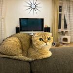 Kodėl katė išbarsto maistą: instinktai, kuriuos turėtų žinoti kiekvienas šeimininkas kodel-kate-isbarsto-maista-instinktai-kuriuos-turetu-zinoti-kiekvienas-seimininkas.jpg