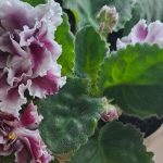 Kodėl namuose nežydi vijokliai: 5 priežiūros klaidos, kurias daro beveik visi kodel-namuose-nezydi-vijokliai-5-prieziuros-klaidos-kurias-daro-beveik.jpg