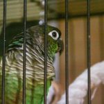 kodel-papugos-narvelyje-reikia-veidrodzio-kaip-atspindys-veikia-paukscio-emocine.jpg
