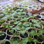 Kodėl pienas gali pakenkti daigams: populiarus mitas ir pasekmės dirvožemiui kodel-pienas-gali-pakenkti-daigams-populiarus-mitas-ir-pasekmes-dirvozemiui.jpg