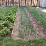 Kodėl protingi daržininkai nustojo kovoti su piktžolėmis: netikėtas sodininkystės posūkis kodel-protingi-darzininkai-nustojo-kovoti-su-piktzolemis-netiketas-sodininkystes-posukis.jpg