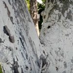 Kodėl rudenį reikia balinti medžius: pagrindinės priežastys, kodėl reikia apsaugoti žievę prieš šalnas kodel-rudeni-reikia-balinti-medzius-pagrindines-priezastys-kodel-reikia-apsaugoti.jpg