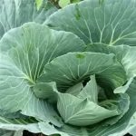 Kodėl verta purkšti kopūstų lysves valerijono tirpalu: veikimo mechanizmas prieš pagrindinius kenkėjus kodel-verta-purksti-kopustu-lysves-valerijono-tirpalu-veikimo-mechanizmas-pries.jpg