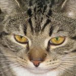 Kaip perskaityti katės bučinį: kodėl ji lėtai mirksi tik į jus kaip-perskaityti-kates-bucini-kodel-ji-letai-mirksi-tik-i.jpg