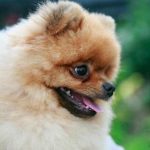 Kodėl jūsų šuo prieš miegą apsiverkia: senoviniai augintinių ritualai kodel-jusu-suo-pries-miega-apsiverkia-senoviniai-augintiniu-ritualai.jpg