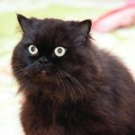 Kodėl katės murkia: paslėptas senovinio supratimo mechanizmas kodel-kates-murkia-pasleptas-senovinio-supratimo-mechanizmas.jpg