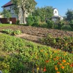 Kodėl protingi sodininkai sodina sideratus: žaliųjų trąšų, kurios nesuyra, paslaptis kodel-protingi-sodininkai-sodina-sideratus-zaliuju-trasu-kurios-nesuyra-paslaptis.jpg
