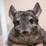 Kodėl šinšilos nejaučia kvapo: stebinanti kalnų gyventojų adaptacija, kurios nepastebime kodel-sinsilos-nejaucia-kvapo-stebinanti-kalnu-gyventoju-adaptacija-kurios-nepastebime.jpg