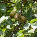 Kodėl vaismedžius reikia genėti du kartus per metus: paslėpta paprastos procedūros prasmė kodel-vaismedzius-reikia-geneti-du-kartus-per-metus-paslepta-paprastos.jpg